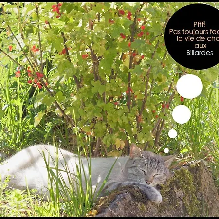 Les Billardes - Le - Jura * Gizia